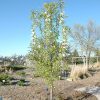 Summercrisp Pear #15 - Image 2